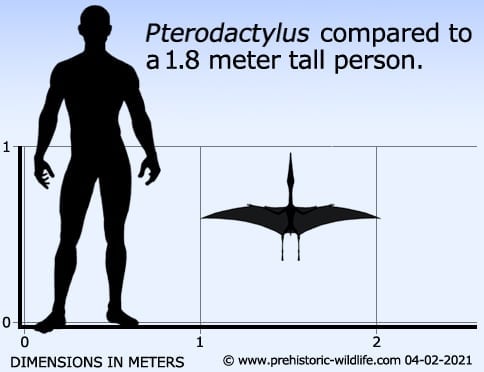 Record claims of pterosaur wingspans and equivalent standing heights