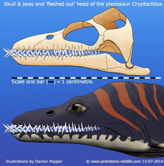 cryptoclidus-skull-and-head Illustration