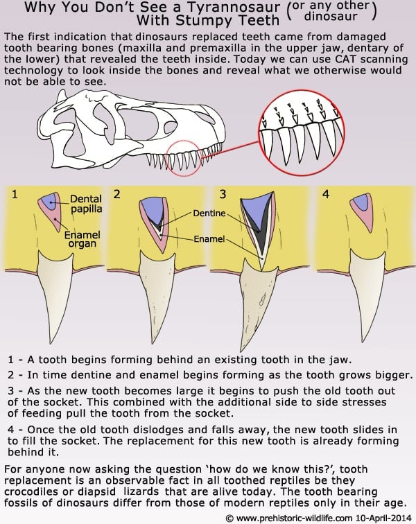 Dinosaur Tyrannosaur Tooth Replacement  {Infographic}. In detail in steps