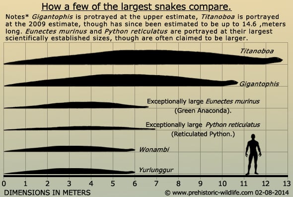 giant Prehistoric Snakes Comparison with other snakes and a human Infographic image