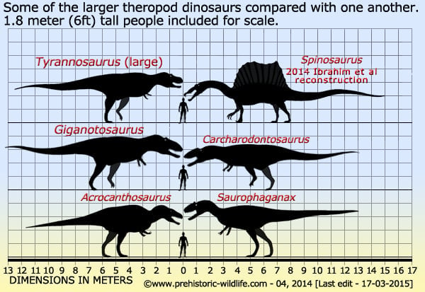 Large 6 Theropod comparison with one another and with a human on scale