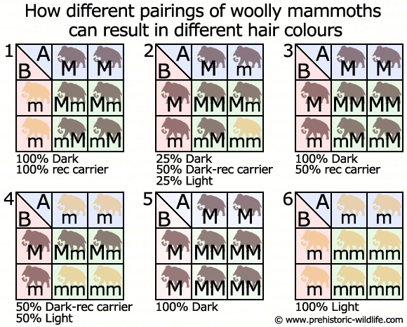 Detailed Woolly Mammoths Colour Combination based Research