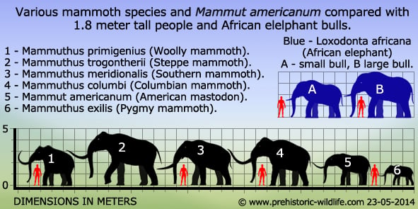 mammoth mastodon elephant size comparison in detail