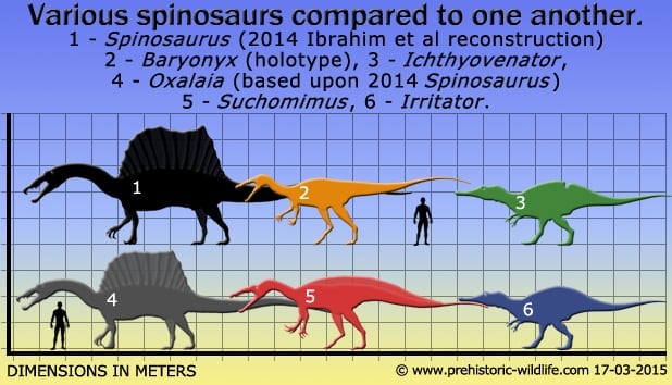 6 Spinosaurs size comparison in meters