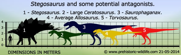 stegosaurus-and-possible-predators, detailed Comparisons