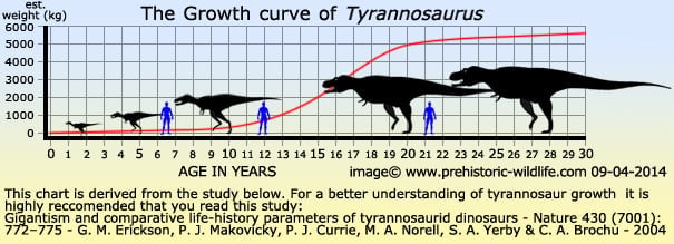 tyrannosaurus growth Curve graph in weight compared to Years to 30 years. Compared to a Normal Human