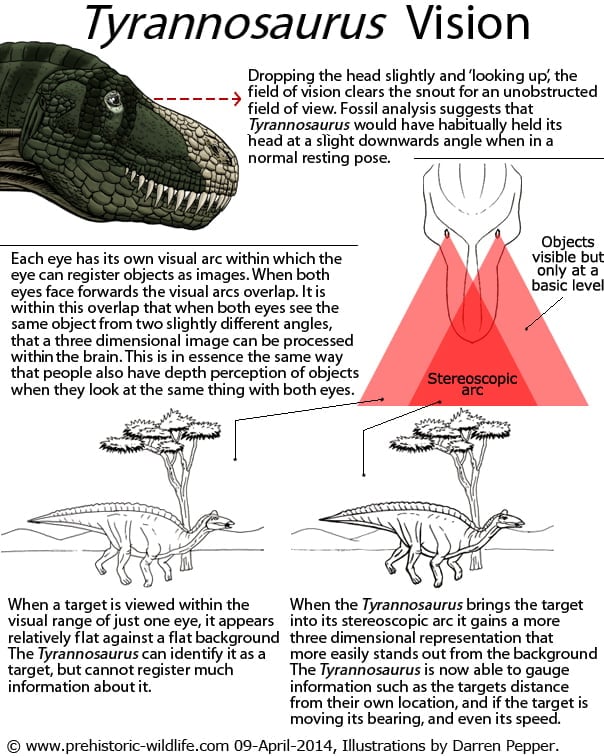 Tyrannosaurus Vision Detailed Infographic