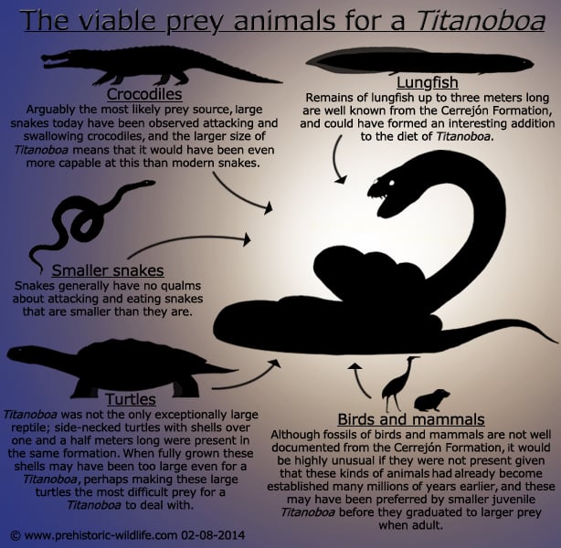 What did Titanoboa Eat Infographic in detail