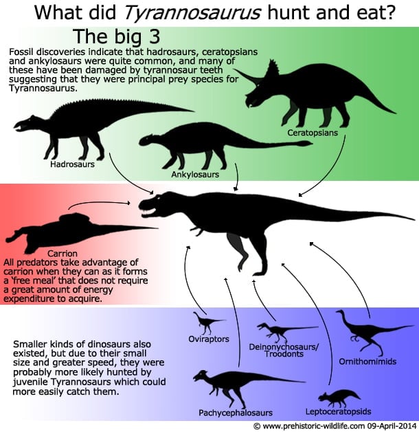 what-did-tyrannosaurus-eat? With Proof