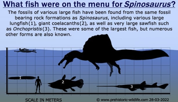 what-fish-did-spinosaurus-eat Detailed Infographic 