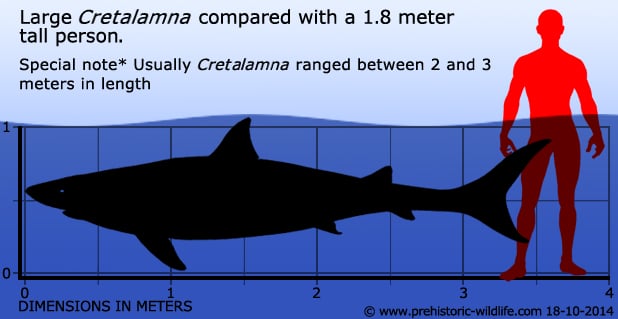 Cretolamna