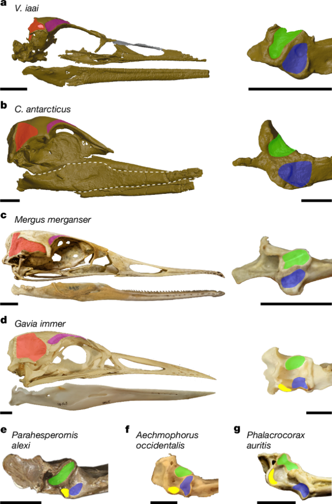 Skull image of Vegavis iaai and its comparison 