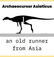 Archaeocursor Asiaticus