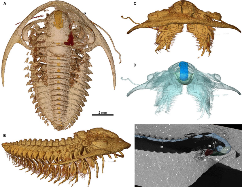 External morphology and digestive system of Protolenus