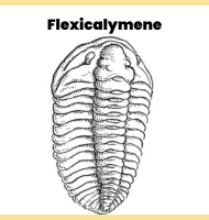 Flexicalymene