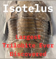 Isotelus