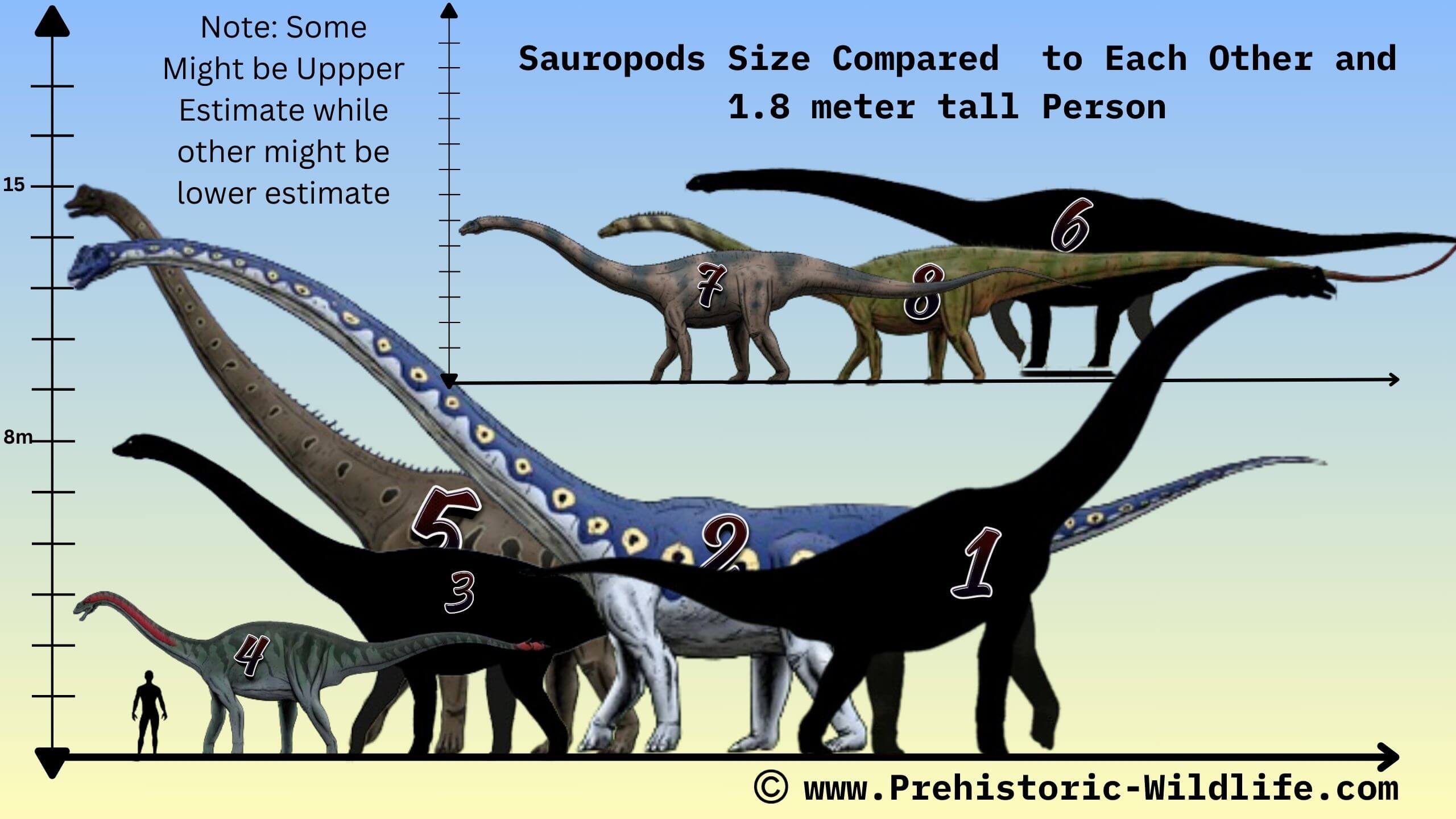 Souropods (Longer Necked Dinosaurs) Size and Neck Compared to each other and 1.8 meter tall person