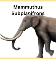 Mammuthus Subplanifrons