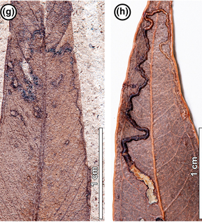 Image showing similarities of damage done on leaves of Eucalyptus 50 million years ago and today by specific insects 