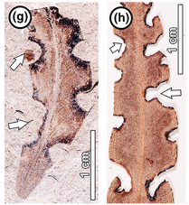 Image showing similarities of damage done on leaves of Eucalyptus 50 million years ago and today by specific insects ,another from the research paper 