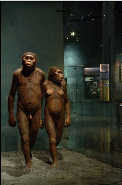 image of lucy with a friend , image reconstructed by John Holmes 