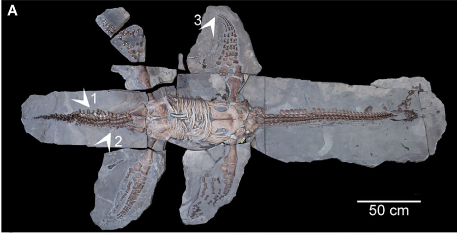  Image shows soft tissue in sampling sites with the help of arrows.