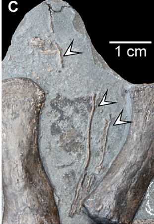 fossil of plesiosaur shwing soft skin on its tail shown by white arrow