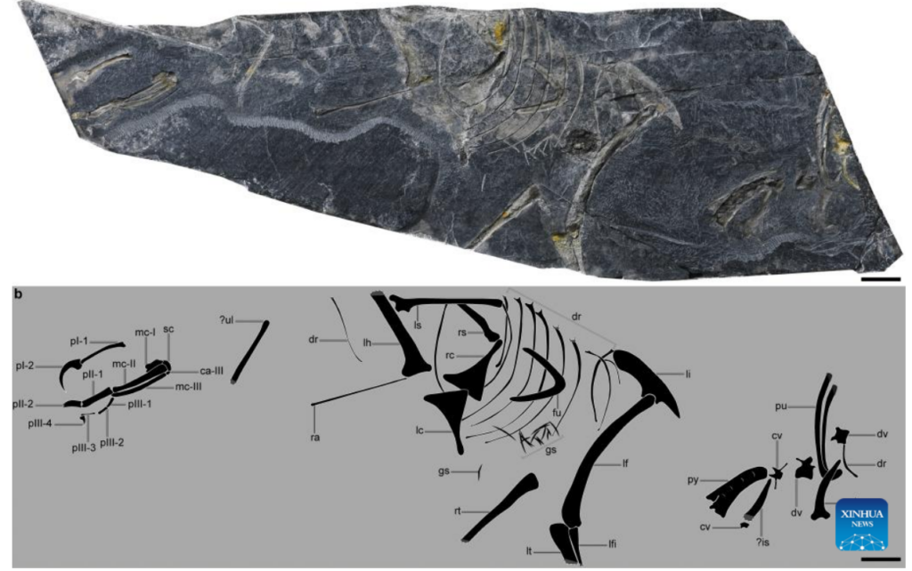  image of fossil Baminornis zhenghensis on rock and its Skelton