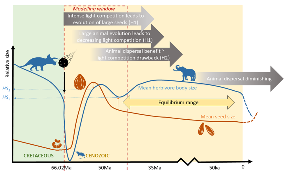 Conceptual Diagram of Hypothesis that Dinosaurs extinction changed size of fruits , seeds and also changed forests and which also changed early primates 