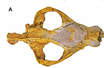 Dorsal of Bastetodon 