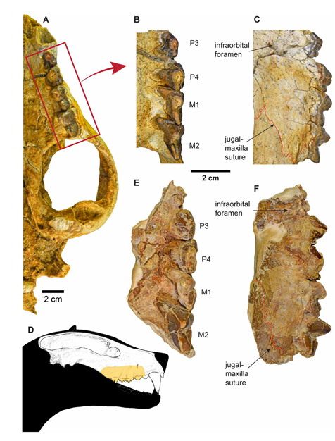 Comparisons between the holotype
and paratype of Bastetodon