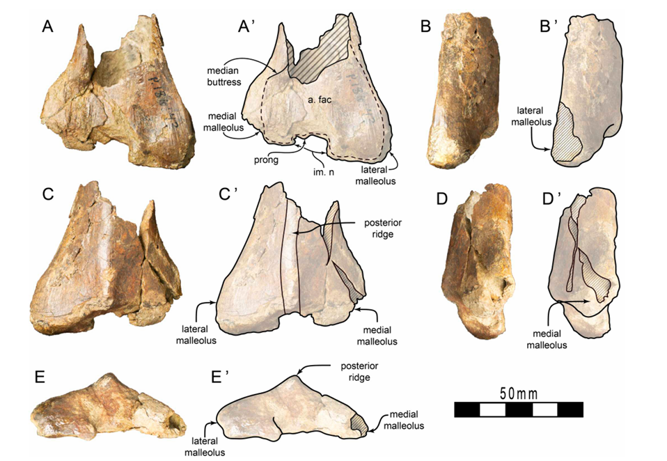 fossil of Carcharodontosauria indet. left tibia from the upper Strzelecki Group of Victoria, Australia