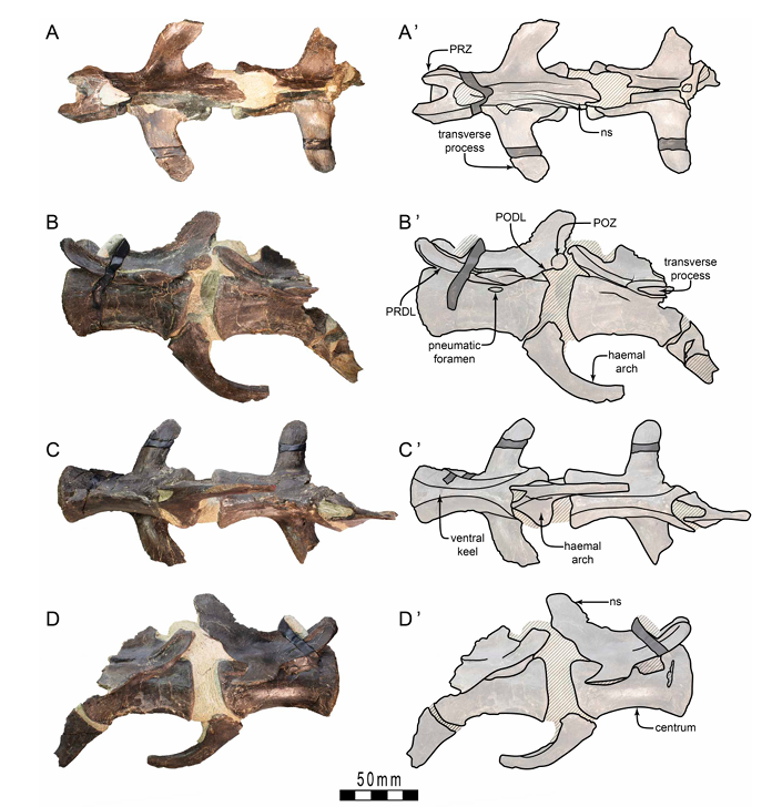 fossil of Megaraptoridae indet. caudal vertebrae and haemal arches from the upper Strzelecki Group of Victoria, Australia.