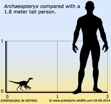  Archaeopteryx comparison with 1.8 meter tall human 