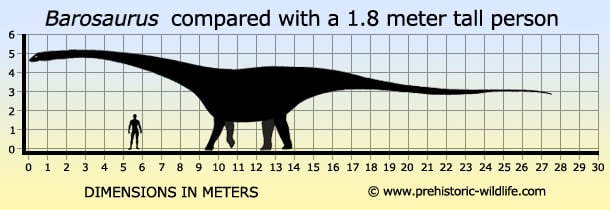 Barosaurus Compared with 1.8 meter tall person