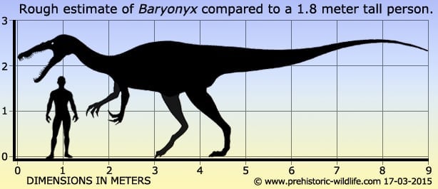 Rough estimate of Baryonyx compared with a 1.8 meter tall human 