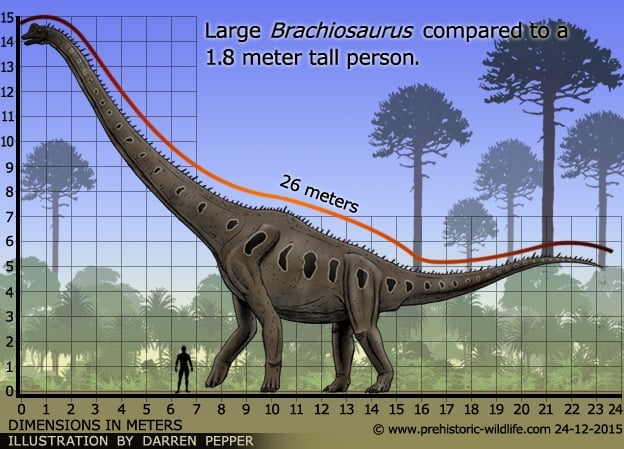 Large Brachiosaurus Compared to a 1.8 meter tall person