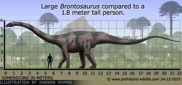 Large Brontosaurus Size Compared to a 1.8 meter tall person