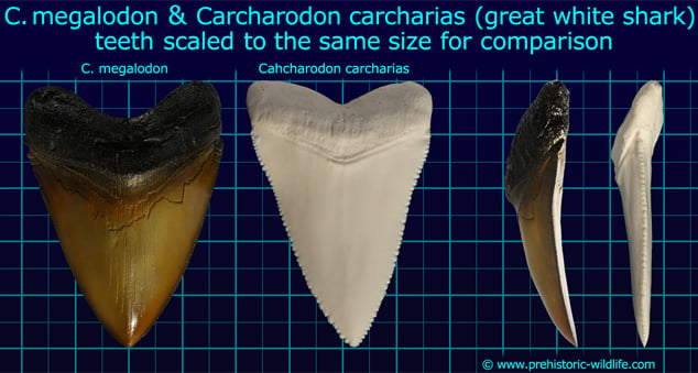 c megalodon great white tooth and carcharodon tooth comparison