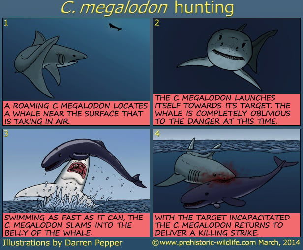 c-megalodon-hunting-strategy in detail