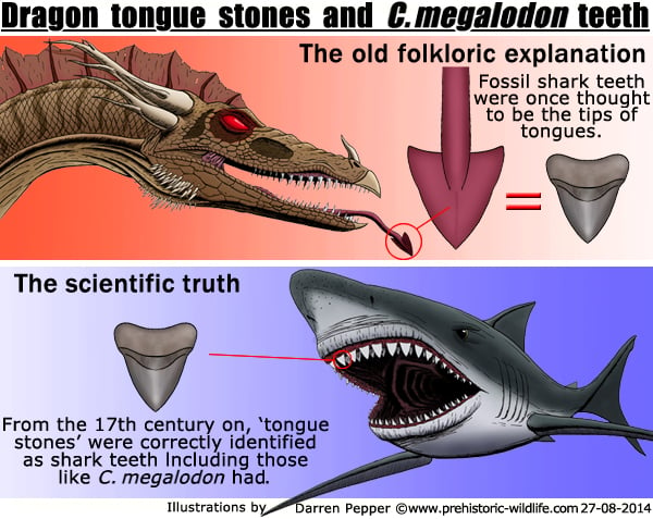 c megalodon teeth and dragon tongue stones