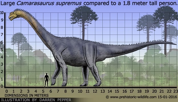 Large Camarasaurus Supremus compared to a 1.8 meter tall person