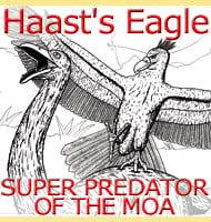 Haast Eagle Illustration