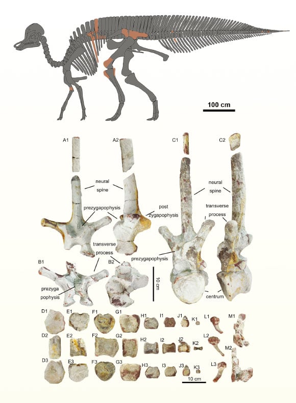 Skeletal material present in the lambeosaurine specimen from the Upper Cretaceous Dalangshan Formation of southern China.