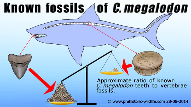 known c megalodon fossils Infographic