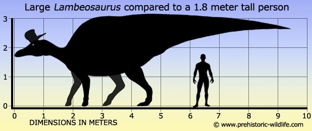 large lambeosaurus compared to a 1.8 meter tall person