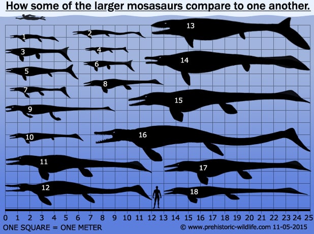 larger mosasaurs compared to one another