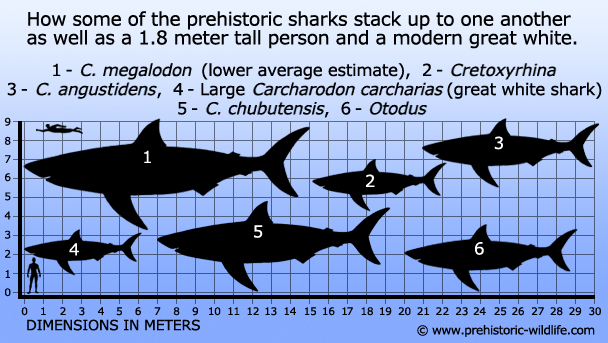 Large Prehistoric Sharks Comparison In meters