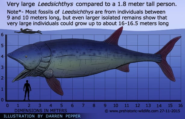 Very large leedsichthys size compared to a 1.8 meter tall person