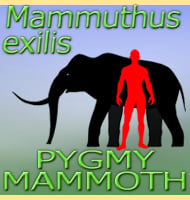 mammuthus exilis pygmy mammoth